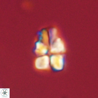 Sphenolithus didymikoryfi 62290