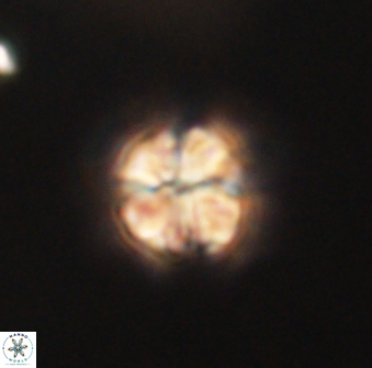 Sphenolithus didymikoryfi 62304