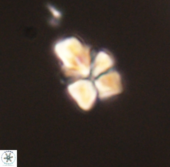 Sphenolithus didymikoryfi 62308