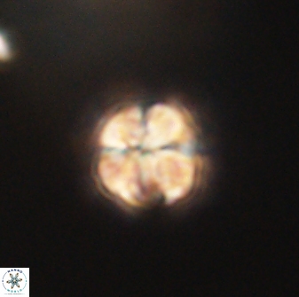 Sphenolithus didymikoryfi 62300