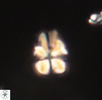Sphenolithus didymikoryfi 62315