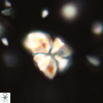 Sphenolithus didymikoryfi 70834