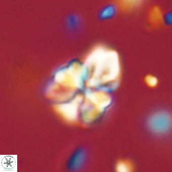 Sphenolithus didymikoryfi 70837