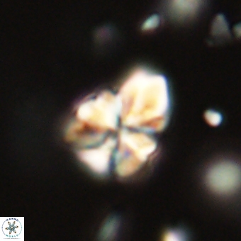 Sphenolithus didymikoryfi 70838