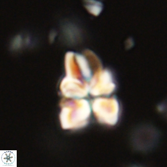 Sphenolithus didymikoryfi 70839