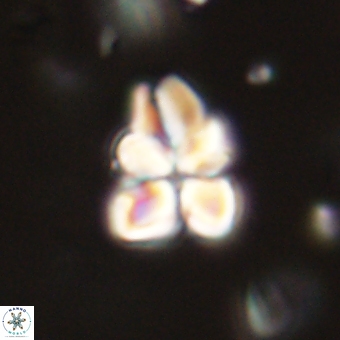 Sphenolithus didymikoryfi 70831