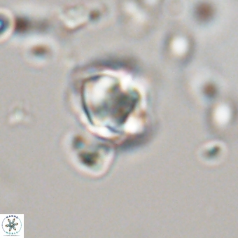Sphenolithus didymikoryfi 70844