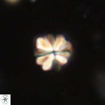 Sphenolithus didymikoryfi 70847