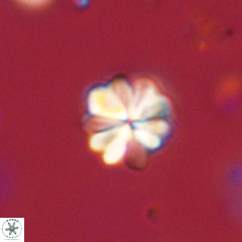 Sphenolithus didymikoryfi 70848