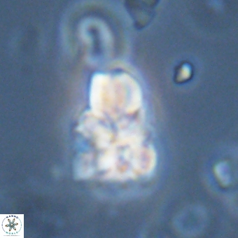 Sphenolithus didymikoryfi 70842