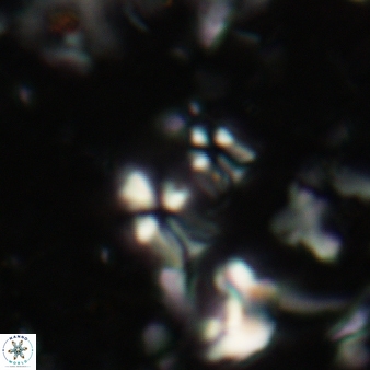 Sphenolithus disbelemnos 116