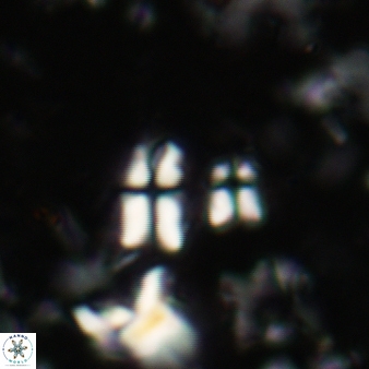 Sphenolithus disbelemnos 113