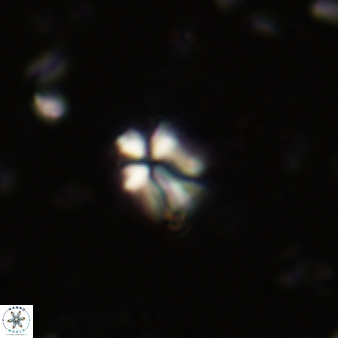 Sphenolithus disbelemnos 258