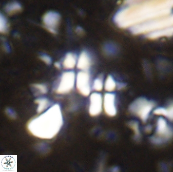 Sphenolithus disbelemnos 27847