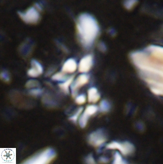 Sphenolithus disbelemnos 27854