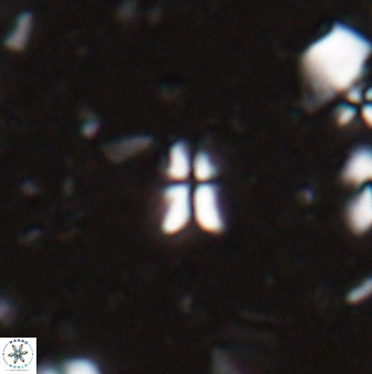 Sphenolithus disbelemnos 27855