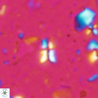 Sphenolithus disbelemnos 27856