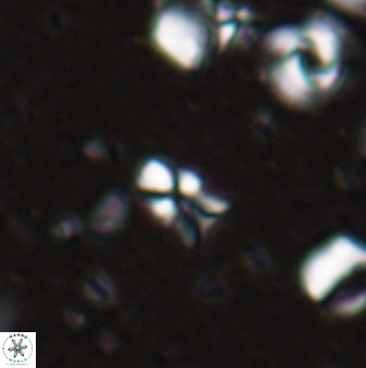 Sphenolithus disbelemnos 27857