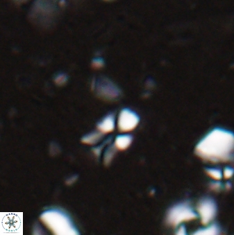 Sphenolithus disbelemnos 27860