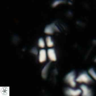Sphenolithus disbelemnos 53