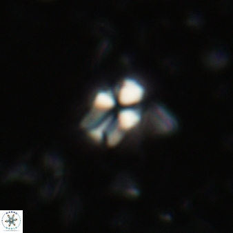 Sphenolithus disbelemnos 59