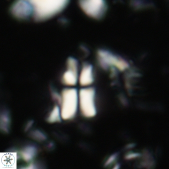 Sphenolithus disbelemnos 65