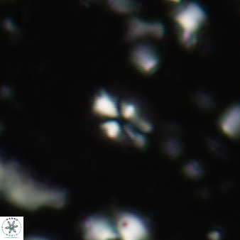 Sphenolithus disbelemnos 91