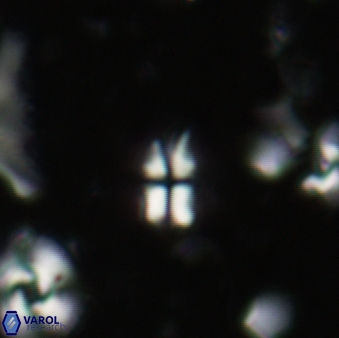 Sphenolithus disbelemnos 93