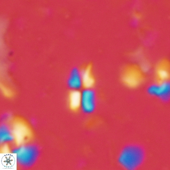 Sphenolithus disbelemnos 94