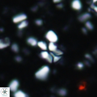 Sphenolithus dissimilis 1893