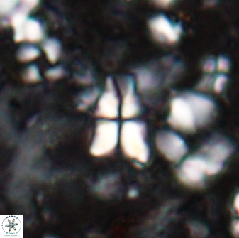 Sphenolithus dissimilis 27827