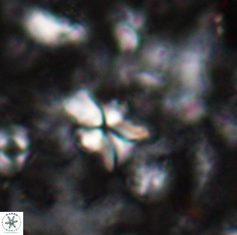 Sphenolithus dissimilis 27826