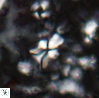 Sphenolithus dissimilis 27830
