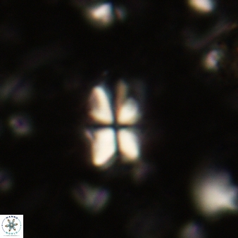 Sphenolithus dissimilis 304
