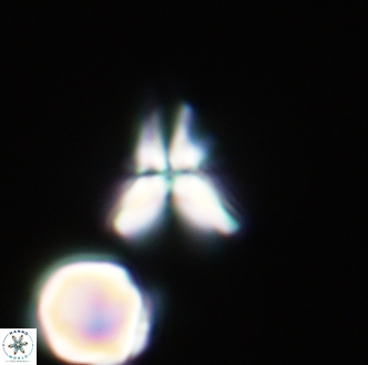 Sphenolithus editus 1997