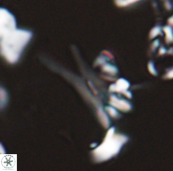 Sphenolithus furcatolithoides 25812