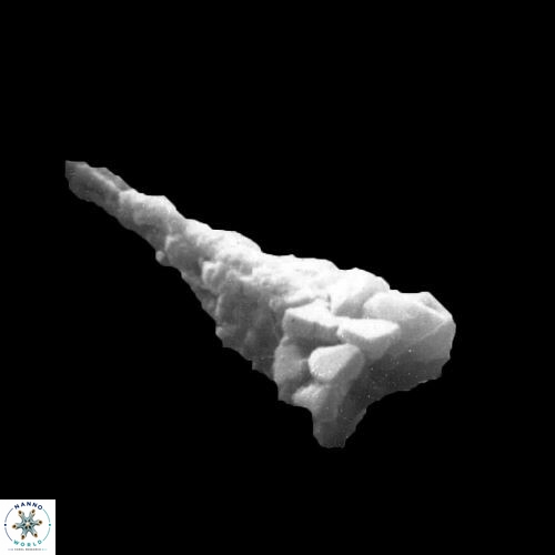 Sphenolithus heteromorphus 925 8