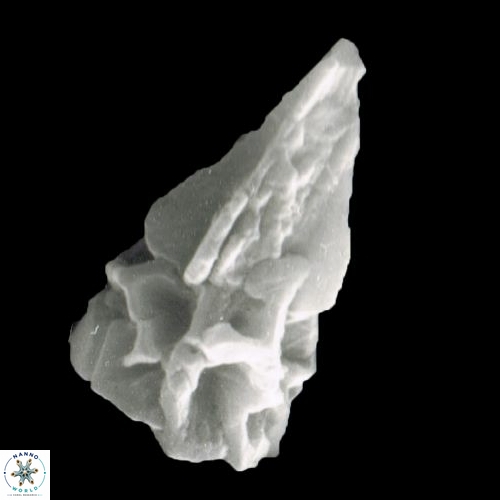 Sphenolithus heteromorphus 1071 10