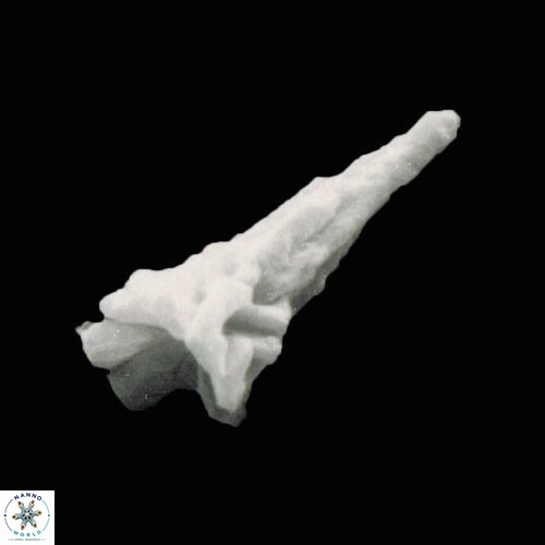 Sphenolithus heteromorphus 1152 24