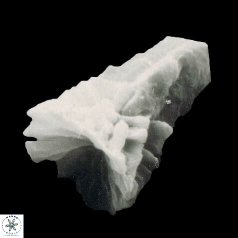 Sphenolithus heteromorphus 1152 7