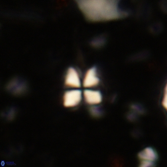 Sphenolithus heteromorphus 219