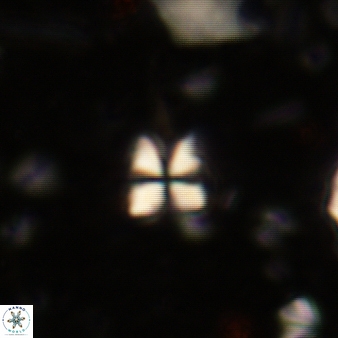 Sphenolithus heteromorphus 219