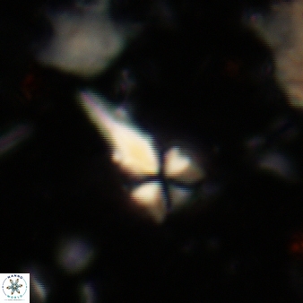 Sphenolithus heteromorphus 221
