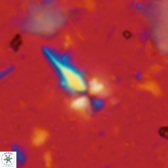 Sphenolithus heteromorphus 222