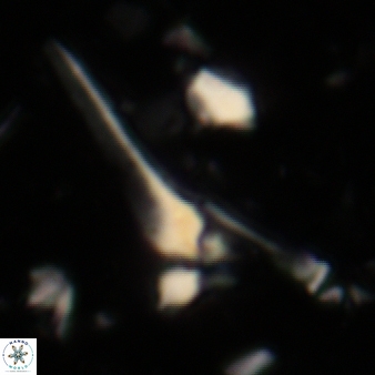 Sphenolithus heteromorphus 224