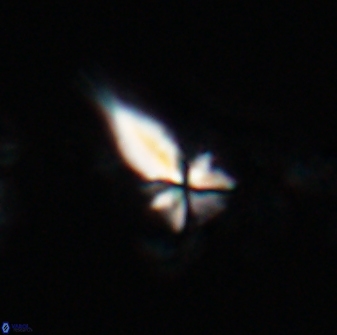 Sphenolithus heteromorphus 22713