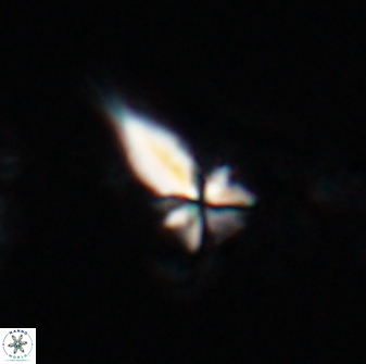 Sphenolithus heteromorphus 22713