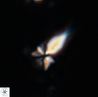 Sphenolithus heteromorphus 22717