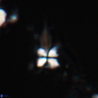 Sphenolithus heteromorphus 22716