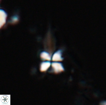Sphenolithus heteromorphus 22716